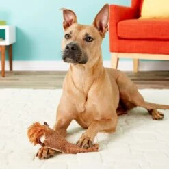 Ethical Pet Skinneeez Plus Squirrel Stuffing-Free Squeaky Plush Dog Toy -Pet Care Sales 71379 PT7. AC SS1800 V1527093249