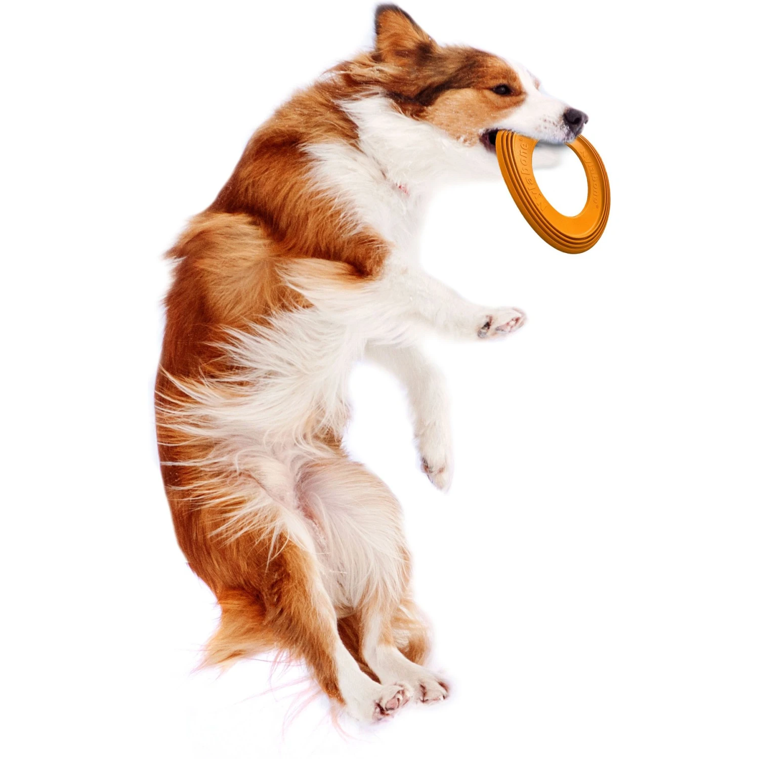 Nylabone Power Play Super Flyer Gripz Disc Dog Toy, One Size 8 Nylabone Power Play Super Flyer Gripz Disc Dog Toy, One Size - Image 8
