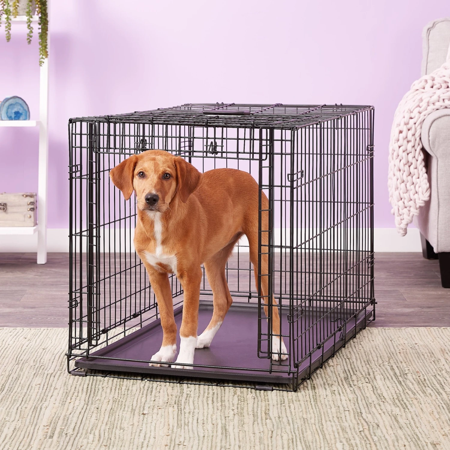 MidWest Ovation Single Door Collapsible Wire Dog Crate 1 MidWest Ovation Single Door Collapsible Wire Dog Crate