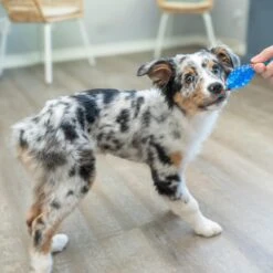 Petstages Mini Orka Dental Toy & Fox Durable Plush Dog Toy, X-Small, 2 Count 11 Petstages Mini Orka Dental Toy & Fox Durable Plush Dog Toy, X-Small, 2 Count -Pet Care Sales 786846 PT5. AC SS1800 V1682618630