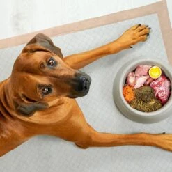 Chew + Heal Max Protect Ultra Absorbent Dog Potty Pads, 30 X 36-in -Pet Care Sales 804806 PT5. AC SS1800 V1679000607