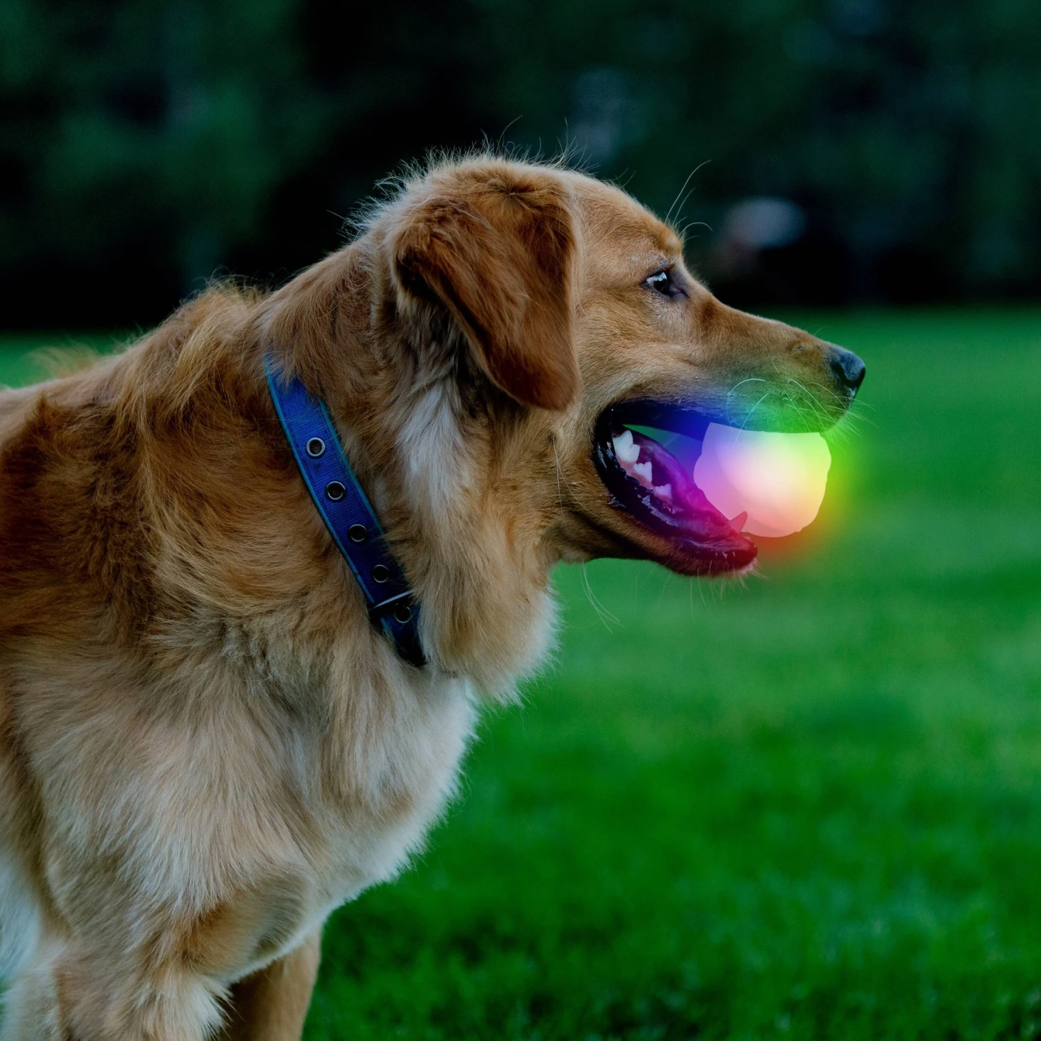 Nite Ize GlowStreak Wild LED Ball-Disc-O Dog Toy 7 Nite Ize GlowStreak Wild LED Ball-Disc-O Dog Toy - Image 7