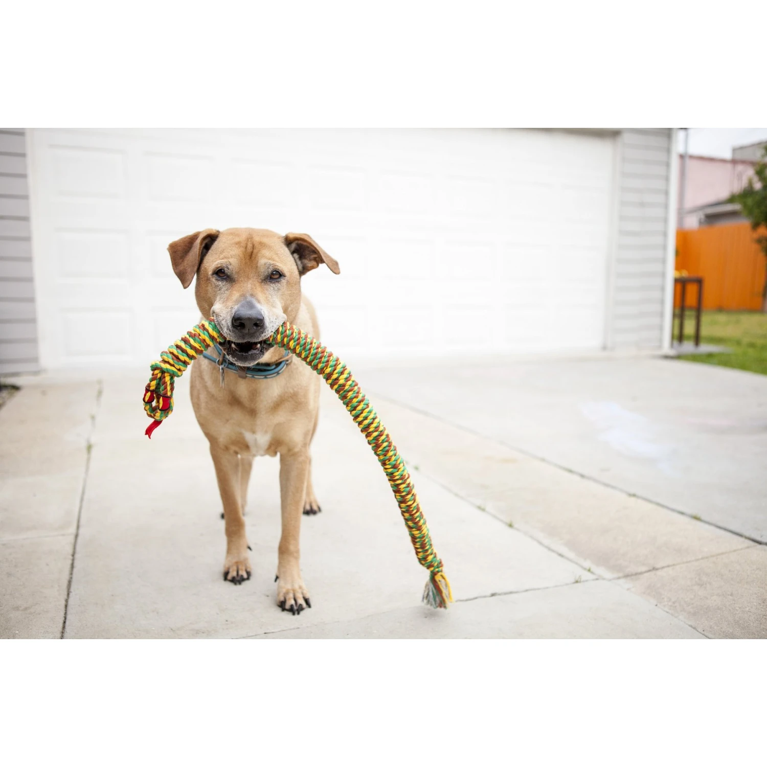 Mammoth SnakeBiter Snake Rope Dog Toy, Color Varies 3 Mammoth SnakeBiter Snake Rope Dog Toy, Color Varies - Image 3