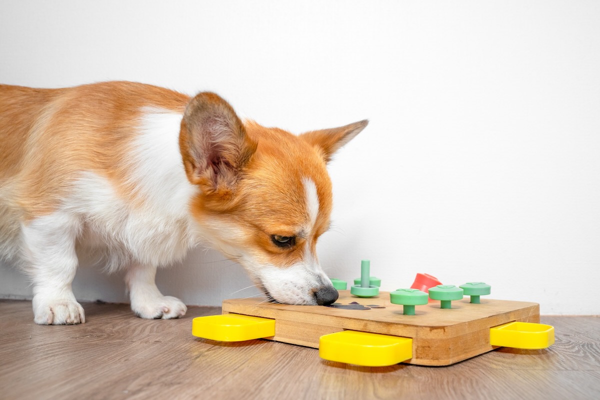 Pet Care Sales -Pet Care Sales The Importance of Mental Stimulation for Pets Games and Activities to Try cats dogs